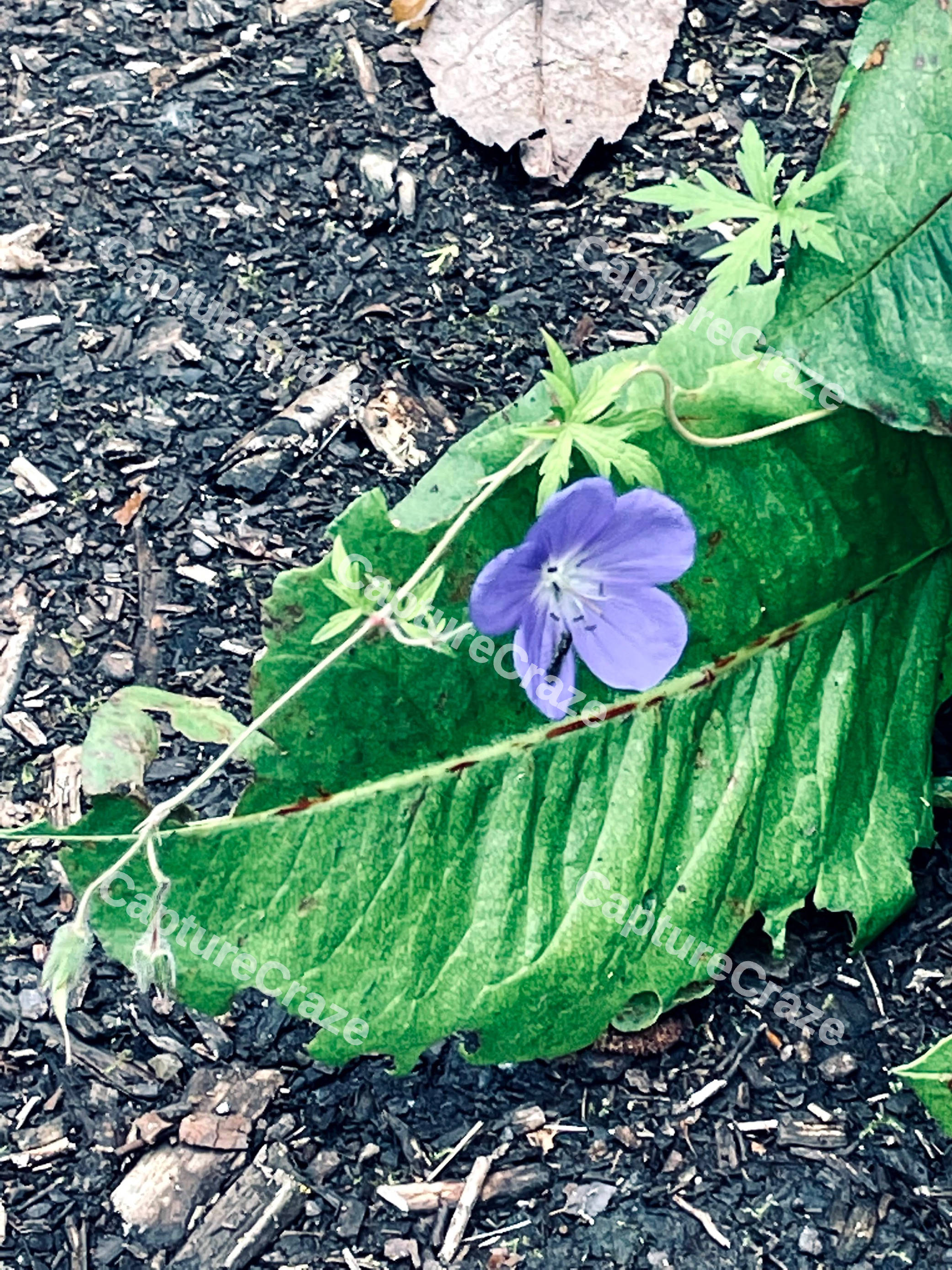 Meadow Cranes Bill Plant